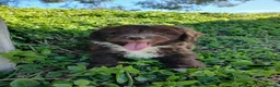 Perro de Agua Español perros en venta: 🐾 CACHORROS DE PERRO DE AGUA ESPAÑOL 🐾 - Anuncio 3