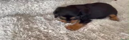 Cavalier King Charles Spaniel perros en venta: King cavalier  - Anuncio 3