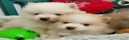 Pomsky perros en venta: Pomsky  - Anuncio 6