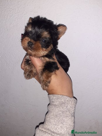 Yorkshire Terrier perros en Badajoz - Anuncio 17
