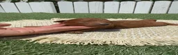 Caniche Toy perros en venta: CANICHE TOY - Anuncio 1