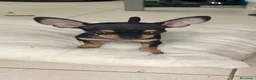 Chihuahua perros en venta: Chihuahuas  - Anuncio 3
