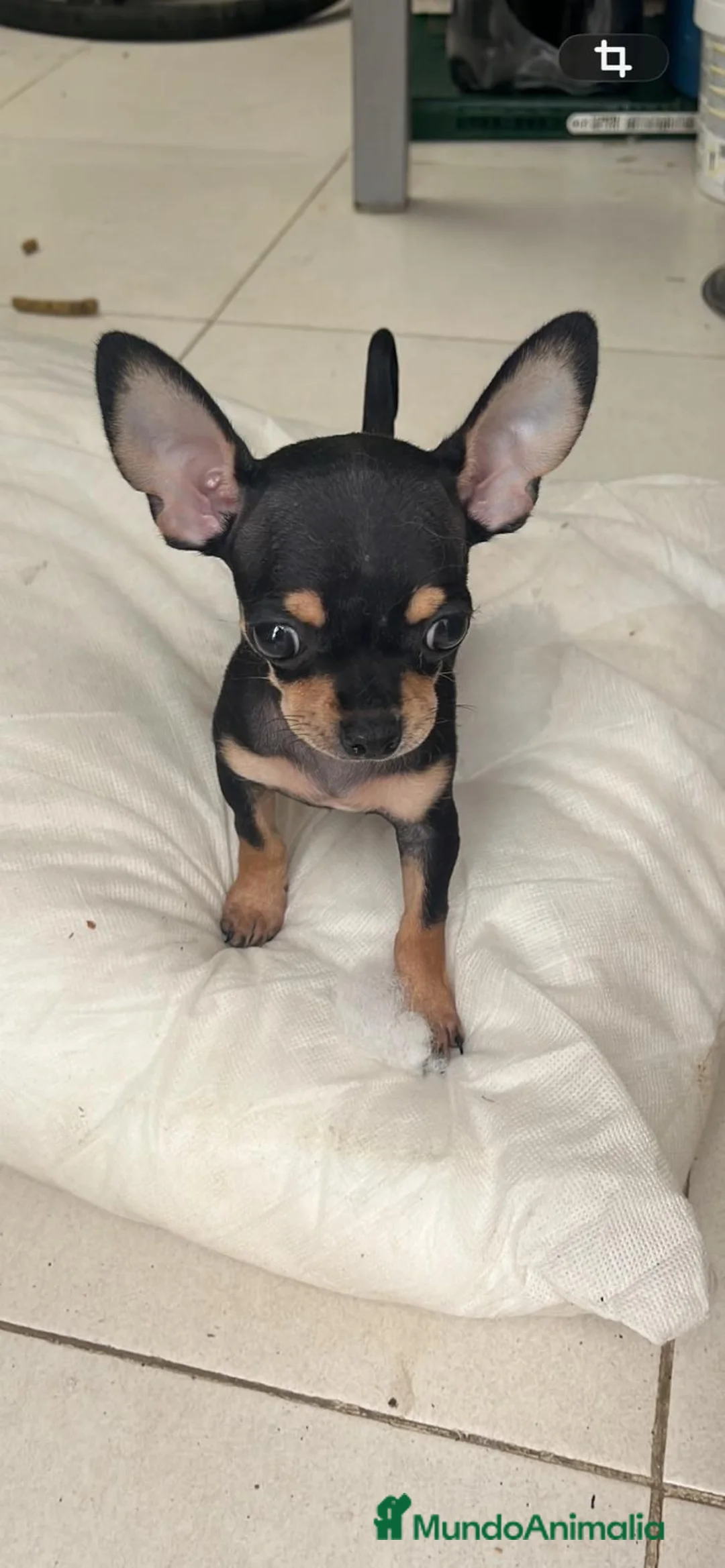 Chihuahua perros en venta: Chihuahuas  - Anuncio 2