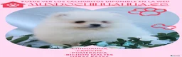 Pomerania perros en venta: PRECIOSO CACHORITO DE POMERANIA  - Anuncio 1