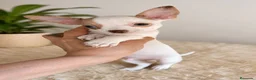 Chihuahua perros en venta: Chihuahuas toy - Anuncio 2