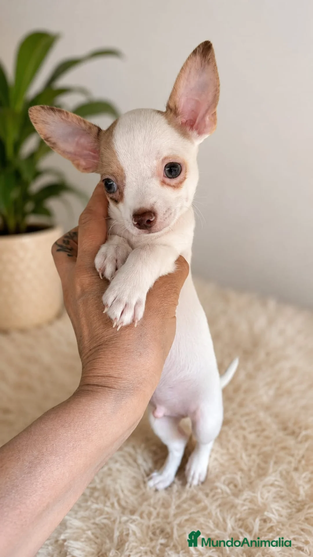 Chihuahua perros en venta: Chihuahuas toy - Anuncio 2