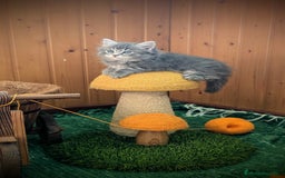 Siberiano gatos en venta: Siberianos Líneas Rusas - Anuncio 4