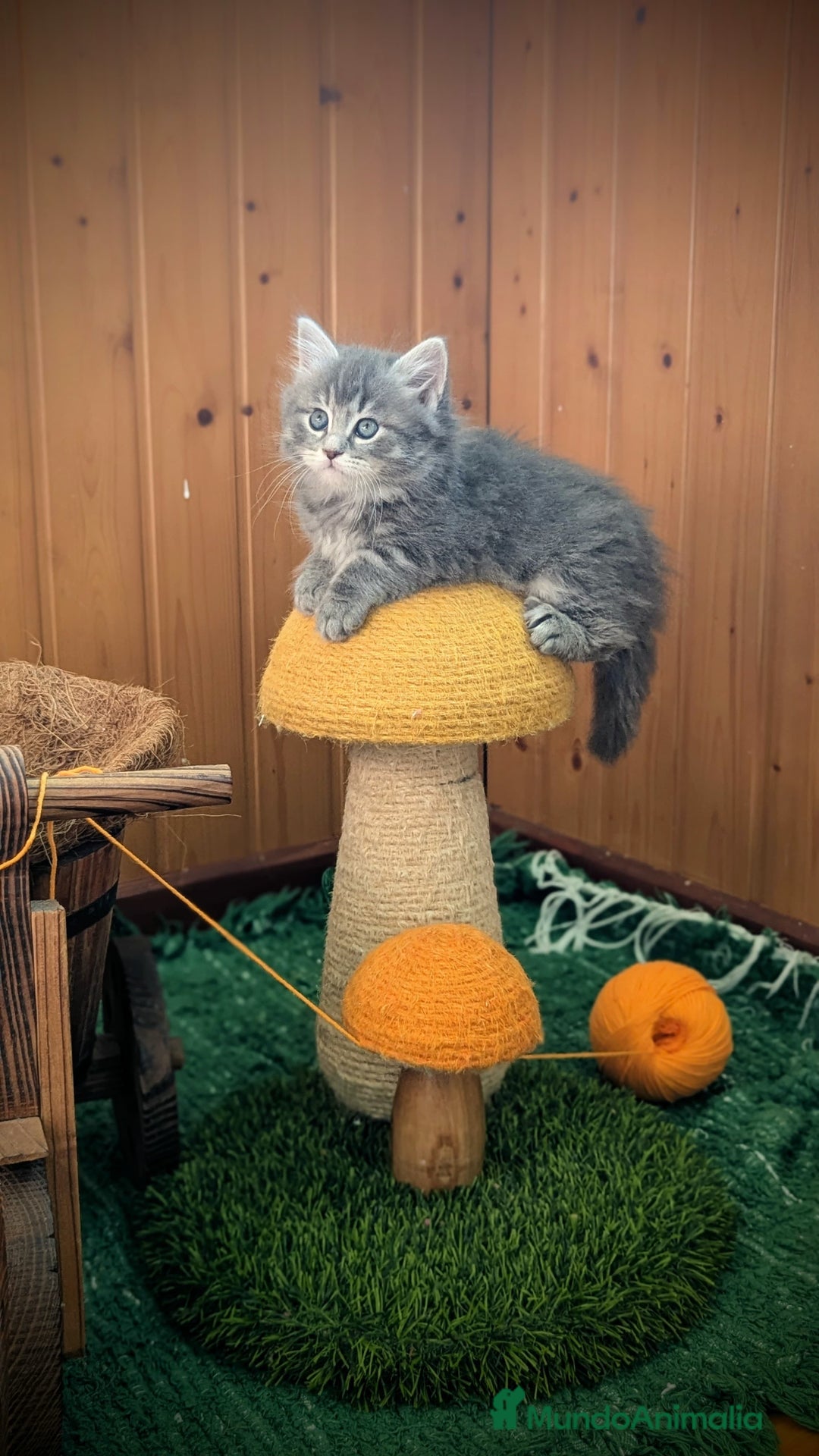 Siberiano gatos en venta: Siberianos Líneas Rusas - Anuncio 4