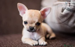 Chihuahua perros en venta: chihuahuas cachorros  - Imagen 4