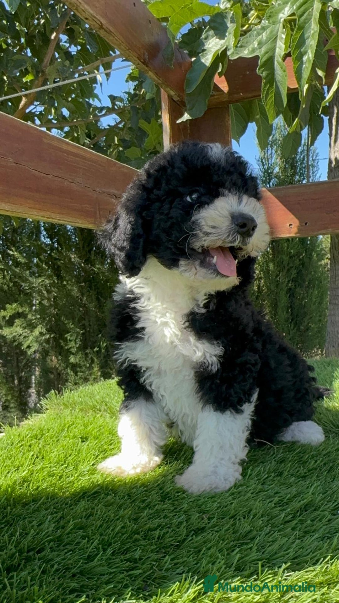 Perro de Agua Español perros en venta: PERRO DE AGUA MACHO - Imagen 6
