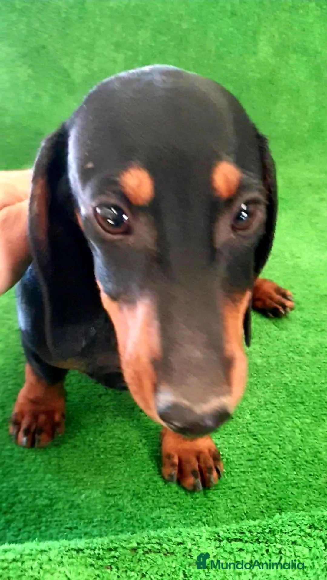 Teckel Miniatura perros en venta: Teckel Miniatura  - Anuncio 3