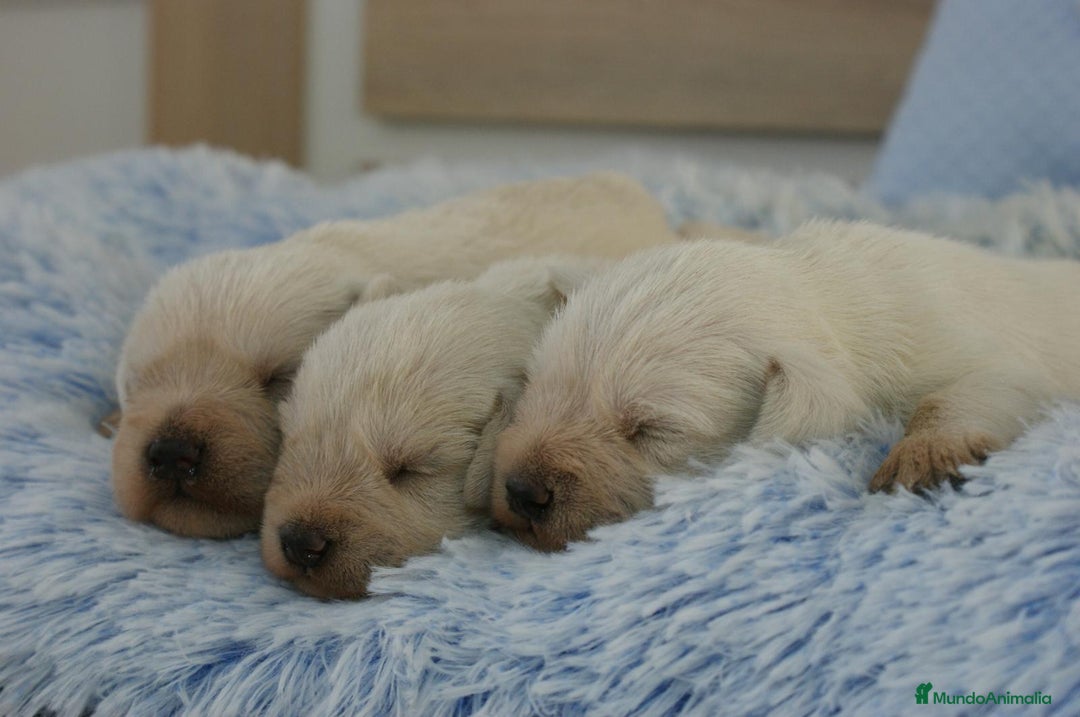 Schnauzer Miniatura perros en venta: CAMADA DE SCHNAUZER MINIATURA  - Imagen 1