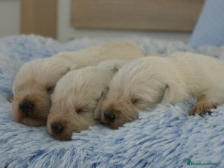 Schnauzer Miniatura perros - Anuncio 23