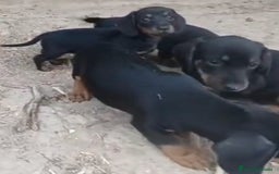 Teckel perros en venta: Teckel - Imagen 2
