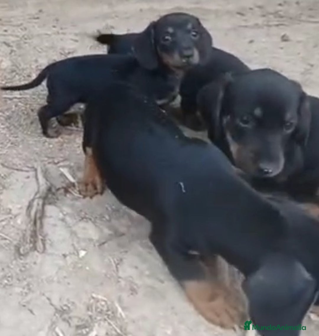 Teckel perros en venta: Teckel - Imagen 2