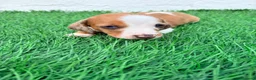 Teckel Miniatura perros en venta: Teckel miniatura tri merle choco blanco - Anuncio 10
