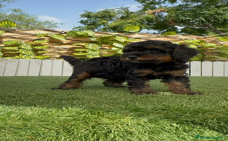 Caniche Toy perros - Anuncio 2