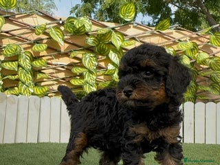 Caniche Toy perros - Anuncio 6