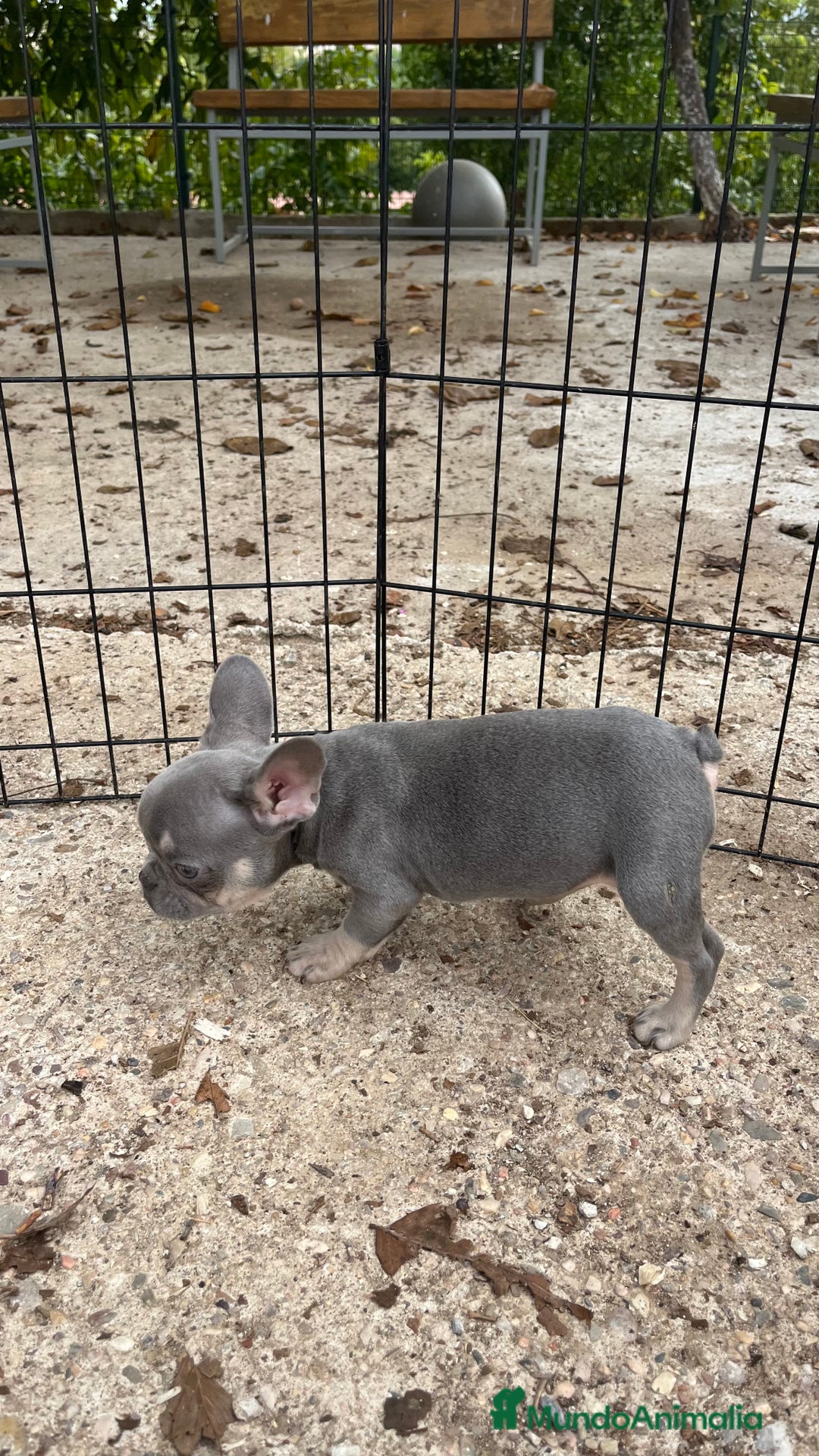 Bulldog Francés perros en venta: Cachorros de bulldog francés  - Imagen 1