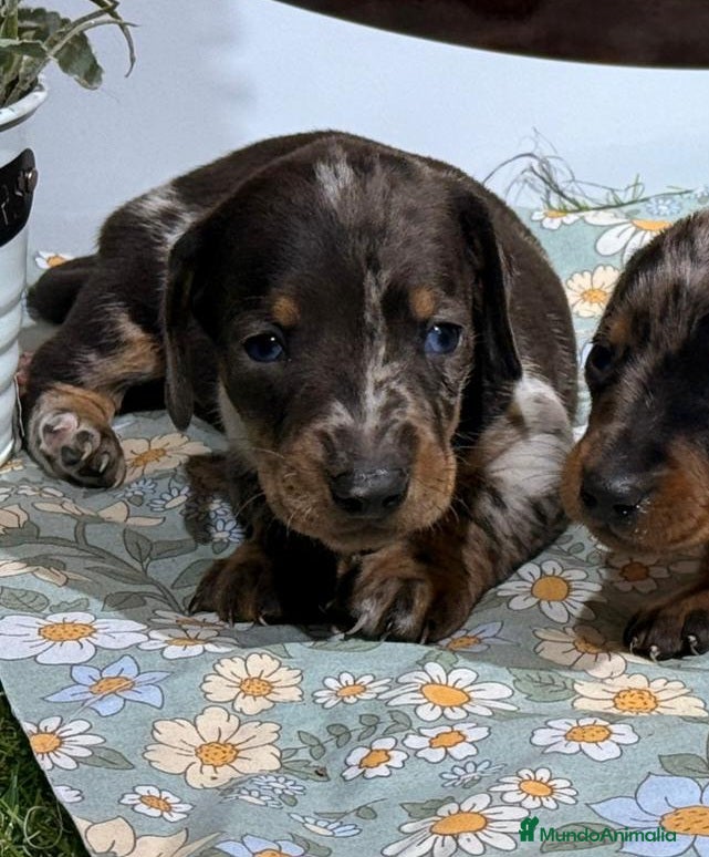 Teckel Miniatura perros Teckel miniatura - Anuncio 16