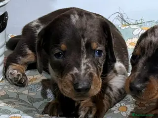 Teckel Miniatura perros Teckel miniatura - Anuncio 16