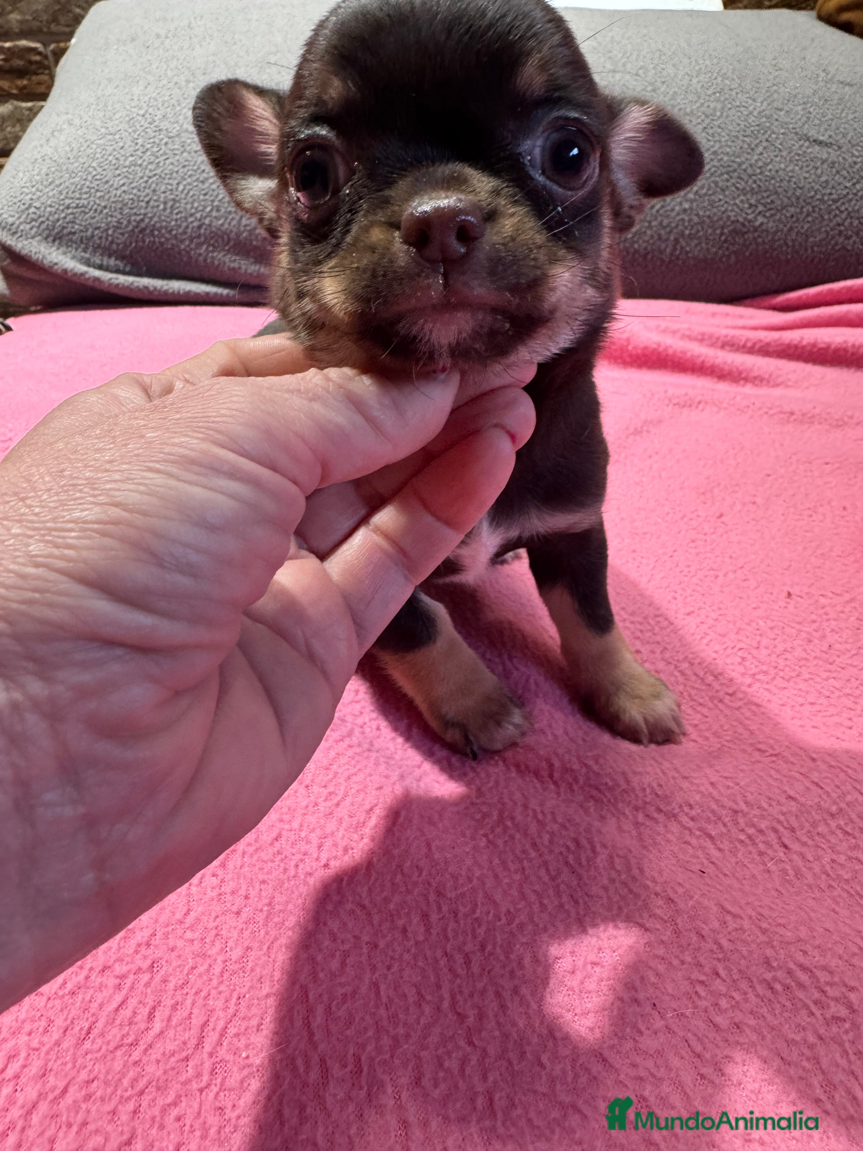 Chihuahua perros Chihuahua línea rusa - Anuncio 2