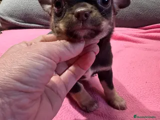 Chihuahua perros Chihuahua línea rusa - Anuncio 2