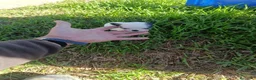 Chihuahua perros en venta: PRECIOSOS CHIHUAHUA RUSO Y ASIÁTICO  RUSO - Anuncio 16