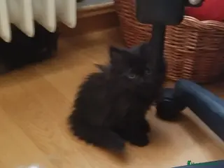 Persa gatos Macho Persa negro en Madrid - Anuncio 6