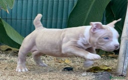 American Bully perros en venta: Americana Bully pocket ojos azules  - Imagen 6