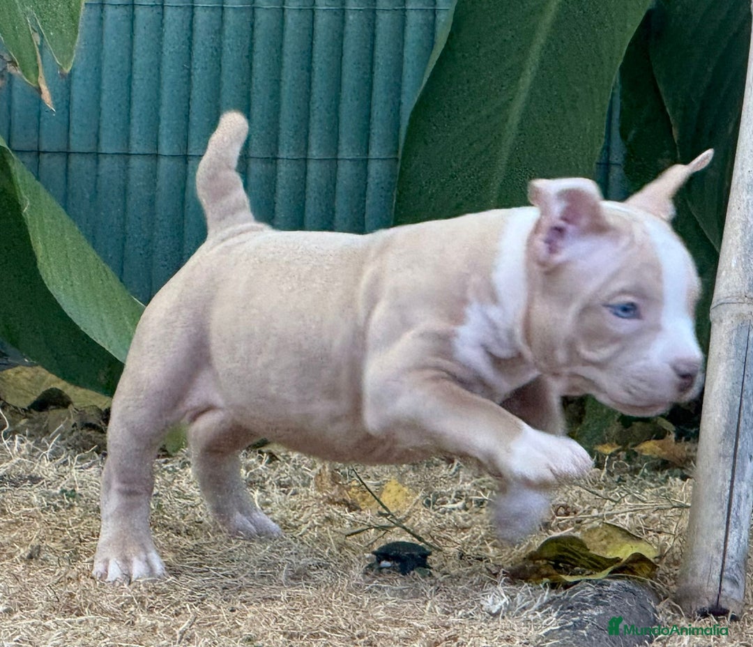 American Bully perros en venta: Americana Bully pocket ojos azules  - Imagen 6