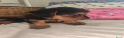 Yorkshire Terrier perros en venta: Yorkshire Terrier  en Madrid - Anuncio 4