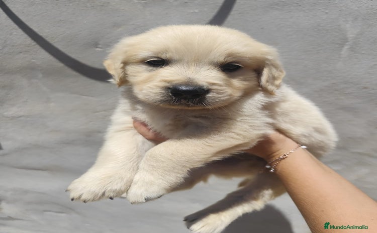 Golden Retriever perros - Anuncio 1