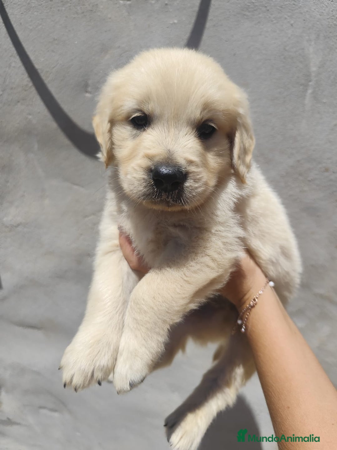 Golden Retriever perros en venta: CAMADA GOLDEN RETRIEVER  - Imagen 1