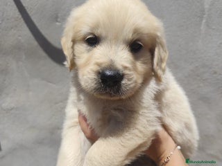 Golden Retriever perros - Anuncio 12