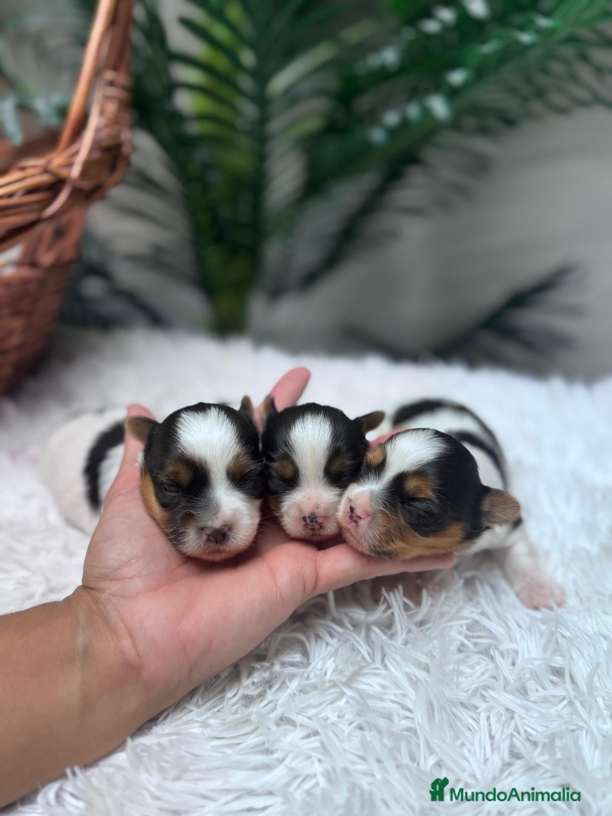 Yorkshire Terrier perros YORKSHIRE BIEWER - Anuncio 1