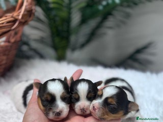 Yorkshire Terrier perros YORKSHIRE BIEWER - Anuncio 1