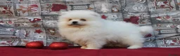 Pomerania perros en venta: imprecionantes pomerania toy - Anuncio 1