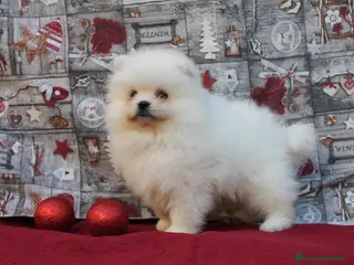 Pomerania perros imprecionantes pomerania toy - Anuncio 1