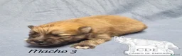 Pomerania perros en venta: Pomeranias sables y crema - Anuncio 4