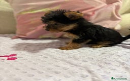 Yorkshire Terrier perros en venta: Yorkshire toy - Imagen 26
