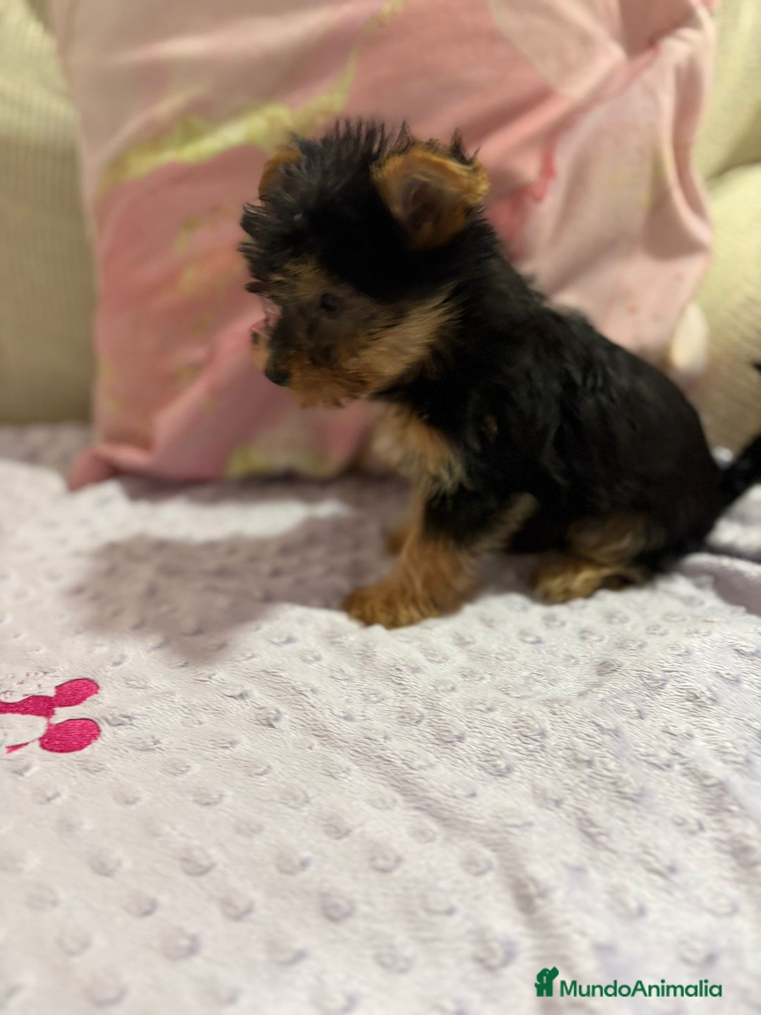 Yorkshire Terrier perros en venta: Yorkshire toy - Imagen 26