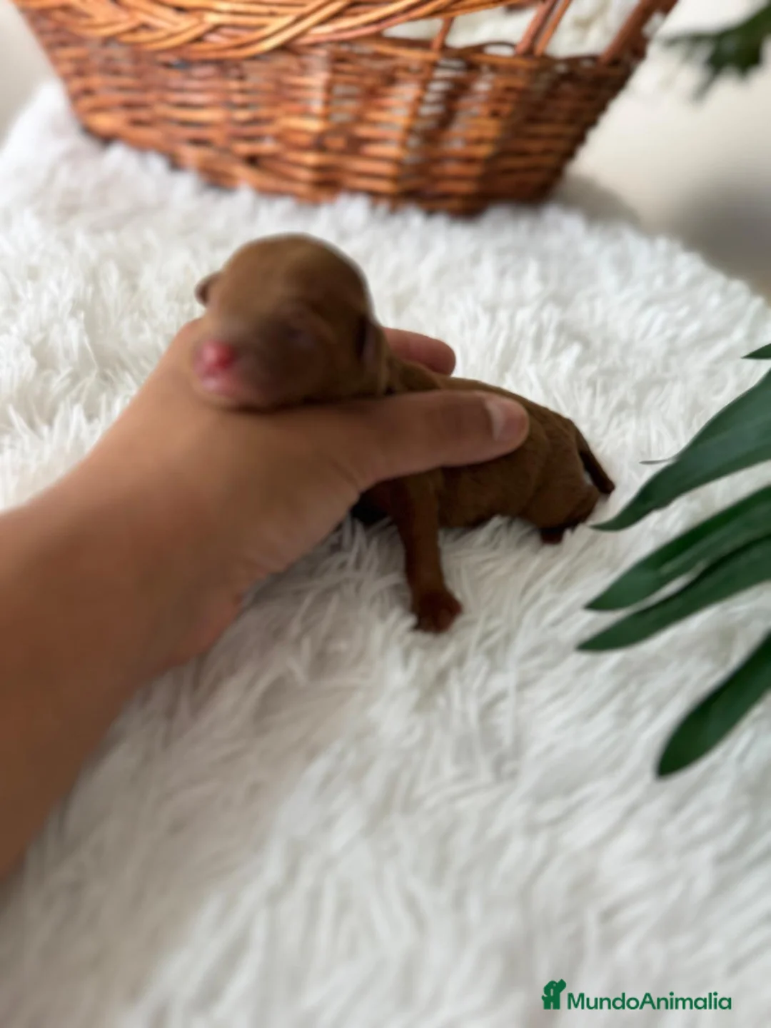 Maltipoo perros en venta: MALTIPOO ROJOS - Anuncio 14