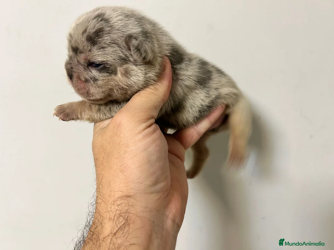 Bulldog Francés perros en venta: Bulldog francés big rope  - Anuncio 3