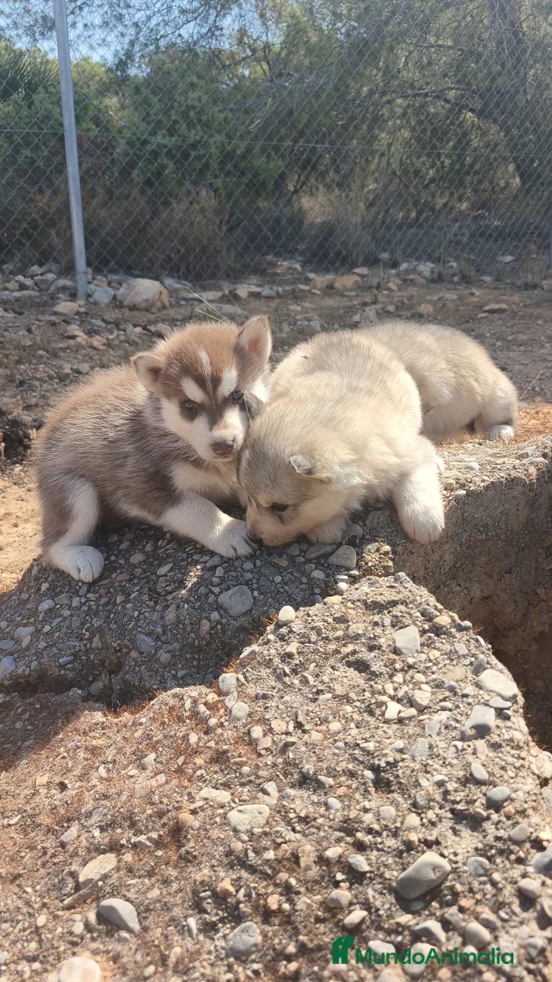 Husky Siberiano perros en venta: Husky SIBERIANO Macho y Hembra disponibles  - Anuncio 9