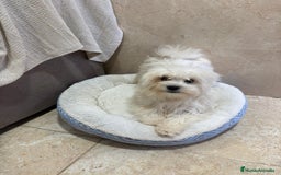 Bichón Maltés perros en venta: Oportunidad bichon maltés  - Anuncio 2