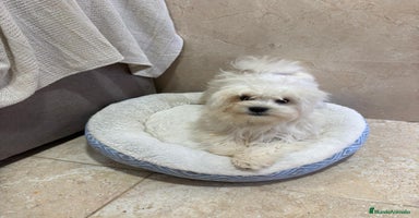Bichón Maltés perros Oportunidad bichon maltés  - Anuncio 1