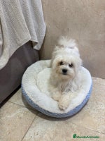 Bichón Maltés perros Oportunidad bichon maltés - Anuncio 1