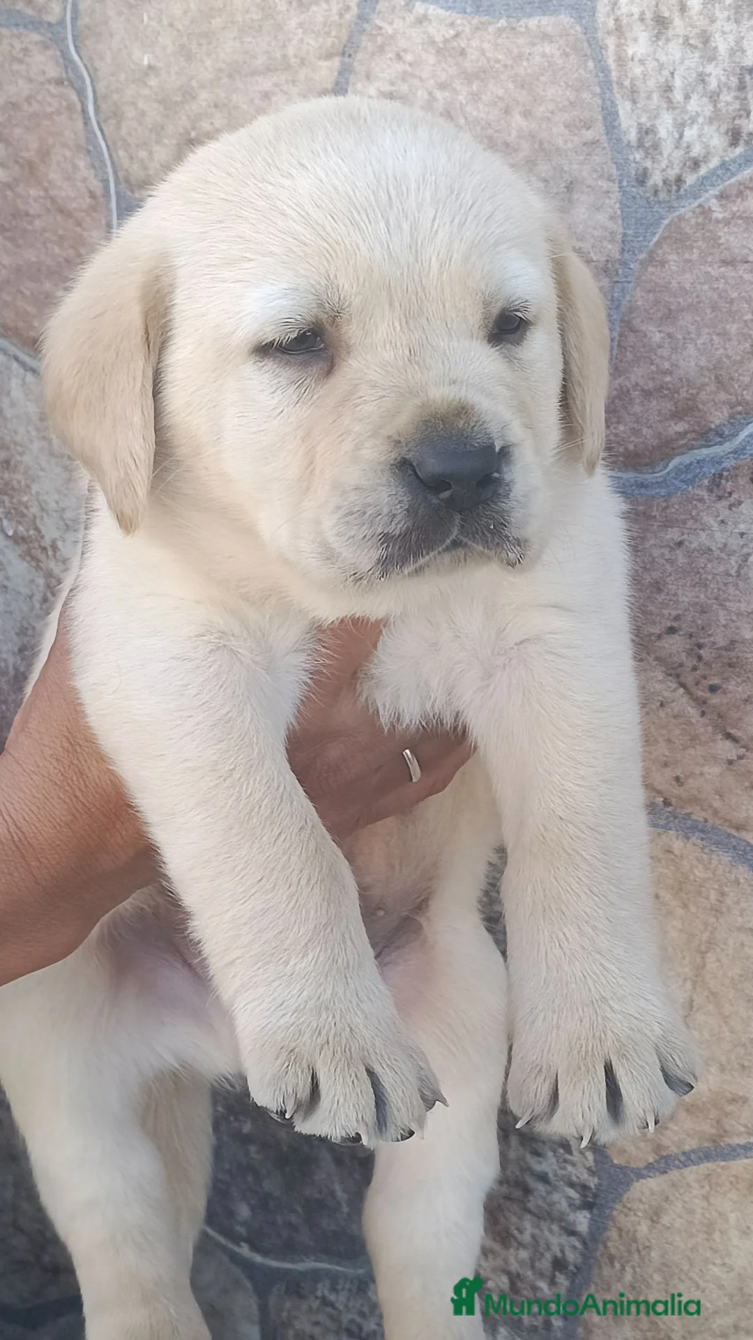Labrador Retriever perros en venta: Labrador retriever  en Sevilla - Anuncio 2