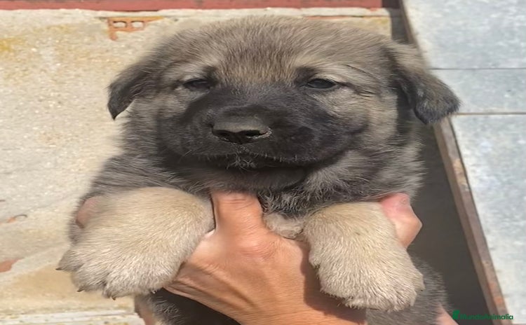 Mastín Español perros - Anuncio 2